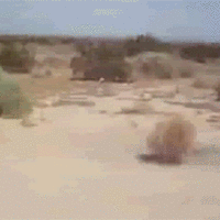 A1xE.gif.6b50cf7bcf9ba019c3bed4b903f4cc09.gif